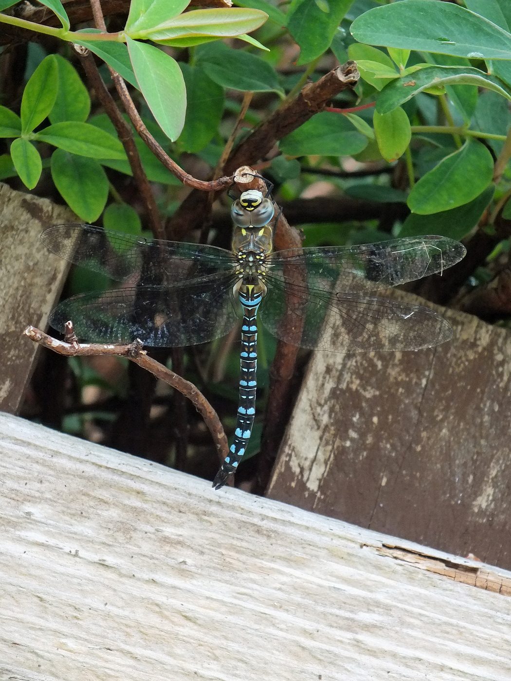 js57_dscf6350a