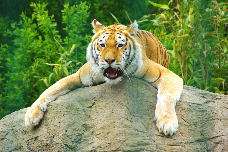 White Lion 2
